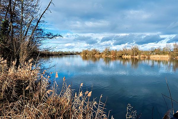 Neuhofener Altrhein im Januar:  Blick von der Aussichtsplattform in nördliche Richtung und an das gegenüberliegende Ufer ins Gebiet Blaue Adria. (Bild: Rainer Renneis,&nbsp;commons.wikimedia.org, 2022)