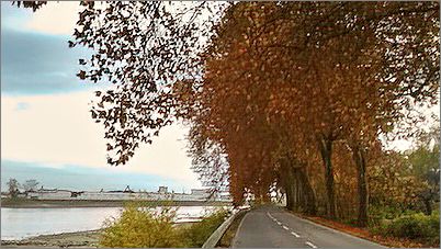 Die Platanen an der Fährstraße (Aufnahme vom November 2015)