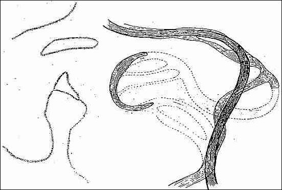 Der Rhein bei Altrip nach dem Durchbruch von 1584, vor der Korrektion und der heutige Lauf nach der Korrektion.