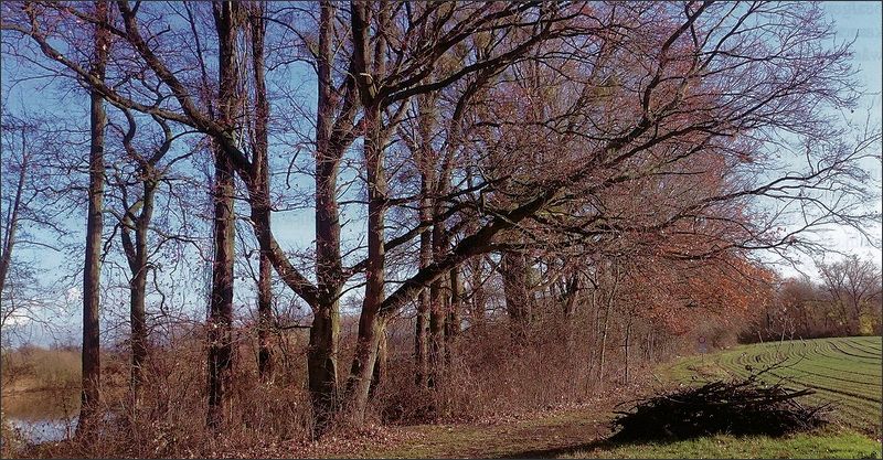 Windschneise vor der Gehölzentnahme im Dezember 2015.