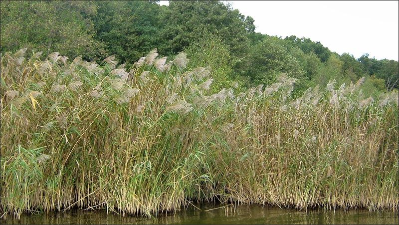 Brand in der Altriper Rohrmattenfabrik