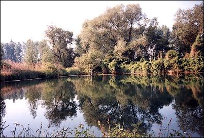 Neuhofener Altrhein - Seit 1938 unter Naturschutz