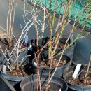 Arbeitseinsatz für ALTRIP BLÜHT – Bündnis 90 / Die Grünen Ortsverband Altrip | 23.03.2019