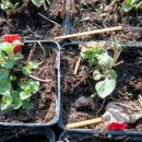 23.03.2019 | Arbeitseinsatz für ALTRIP BLÜHT – Bündnis 90 / Die Grünen Ortsverband Altrip