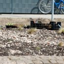 23.03.2019 | Arbeitseinsatz für ALTRIP BLÜHT – Bündnis 90 / Die Grünen Ortsverband Altrip