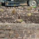 23.03.2019 | Arbeitseinsatz für ALTRIP BLÜHT – Bündnis 90 / Die Grünen Ortsverband Altrip