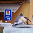 Großer Festumzug zum Altriper Fischerfest | 07.07.2019