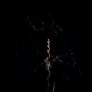 08.07.2019 | Abschlussfeuerwerk beim Altriper Fischerfest – Ortsgemeinde Altrip