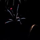 Das Abschlussfeuerwerk beim Altriper Fischerfest | 08.07.2019
