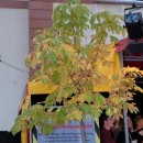 Singen unter den Kastanien | 13.09.2019