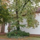 125. Kirchen- und Orgeljubiläum – Prot. Kirche Altrip | 20.10.2019