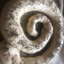 WhatsApp-Backen | März 2023