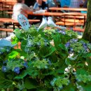 Fischerfest Altrip 2011