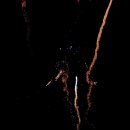 Fischerfest Altrip 2011